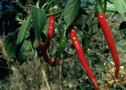 Cayenne Chile Pepper seed Capsicum annuum Long Slim